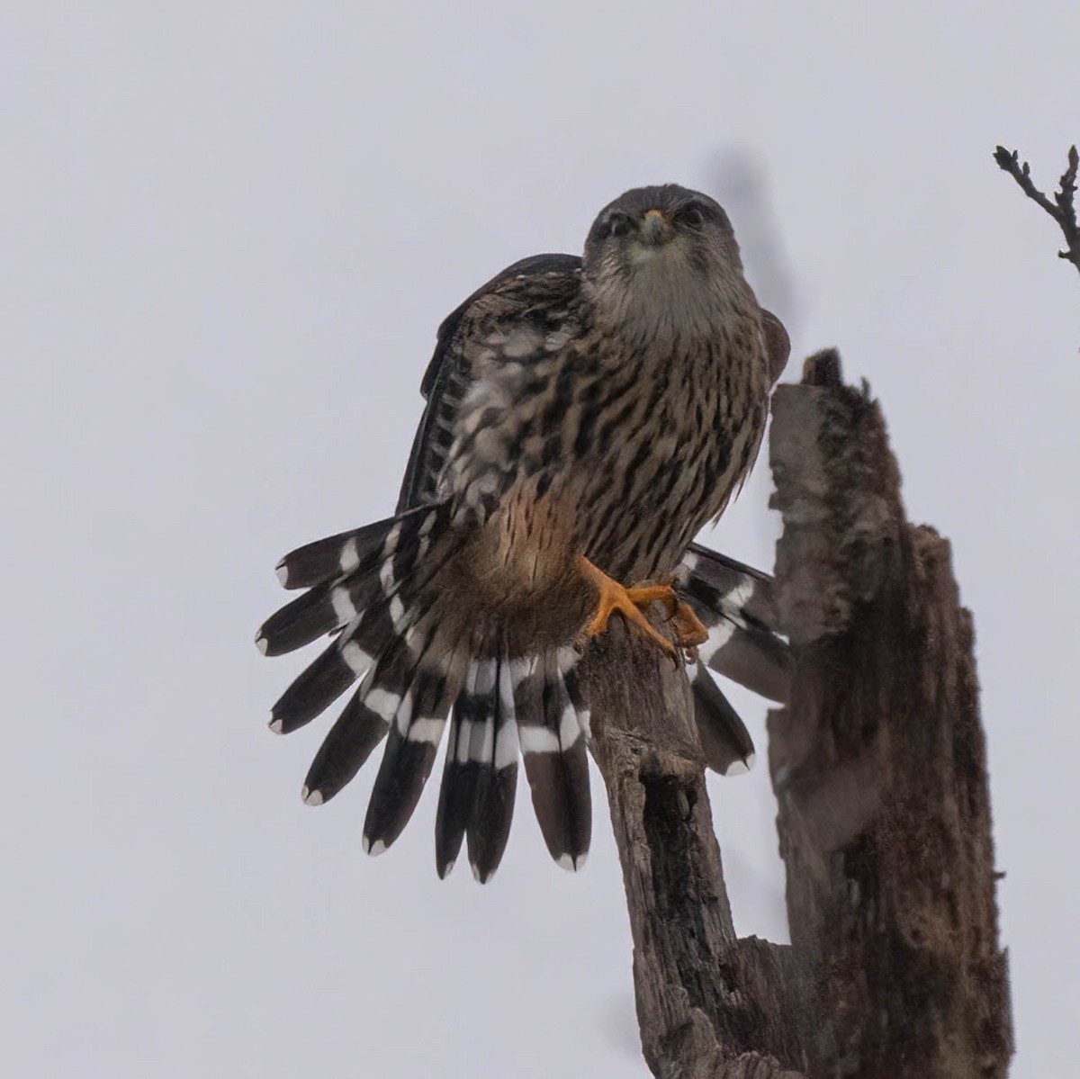 Merlin - ML646431131