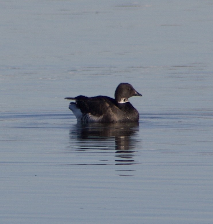 コクガン - ML646431133