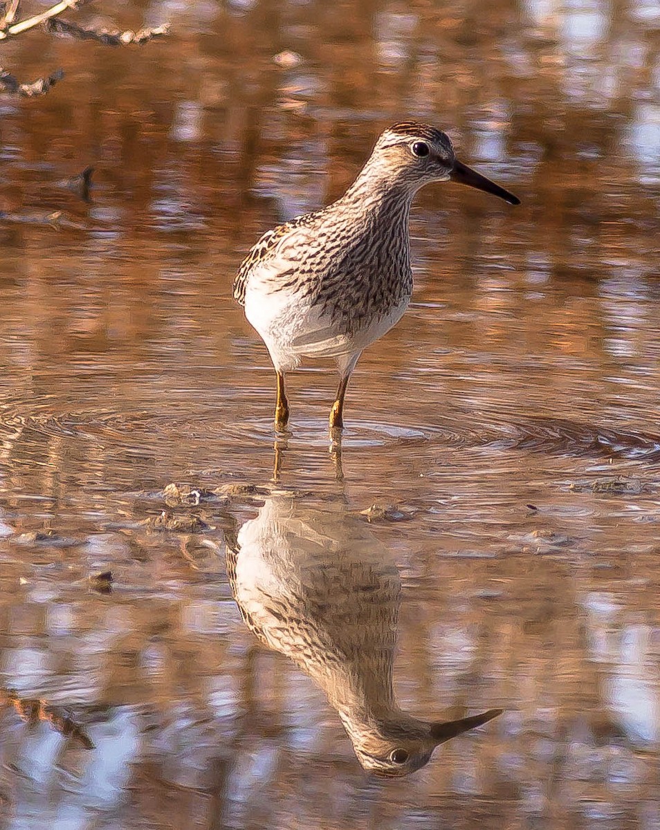 Pectoral Sandpiper - ML646431134