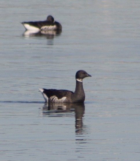 コクガン - ML646431135