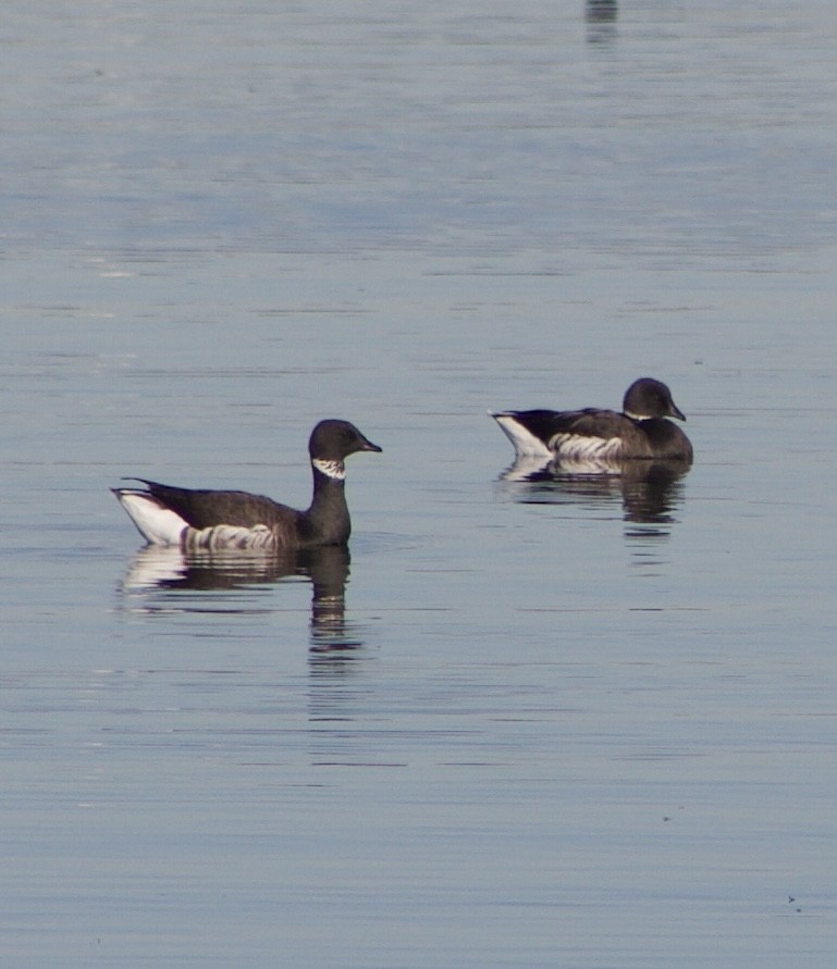 コクガン - ML646431137