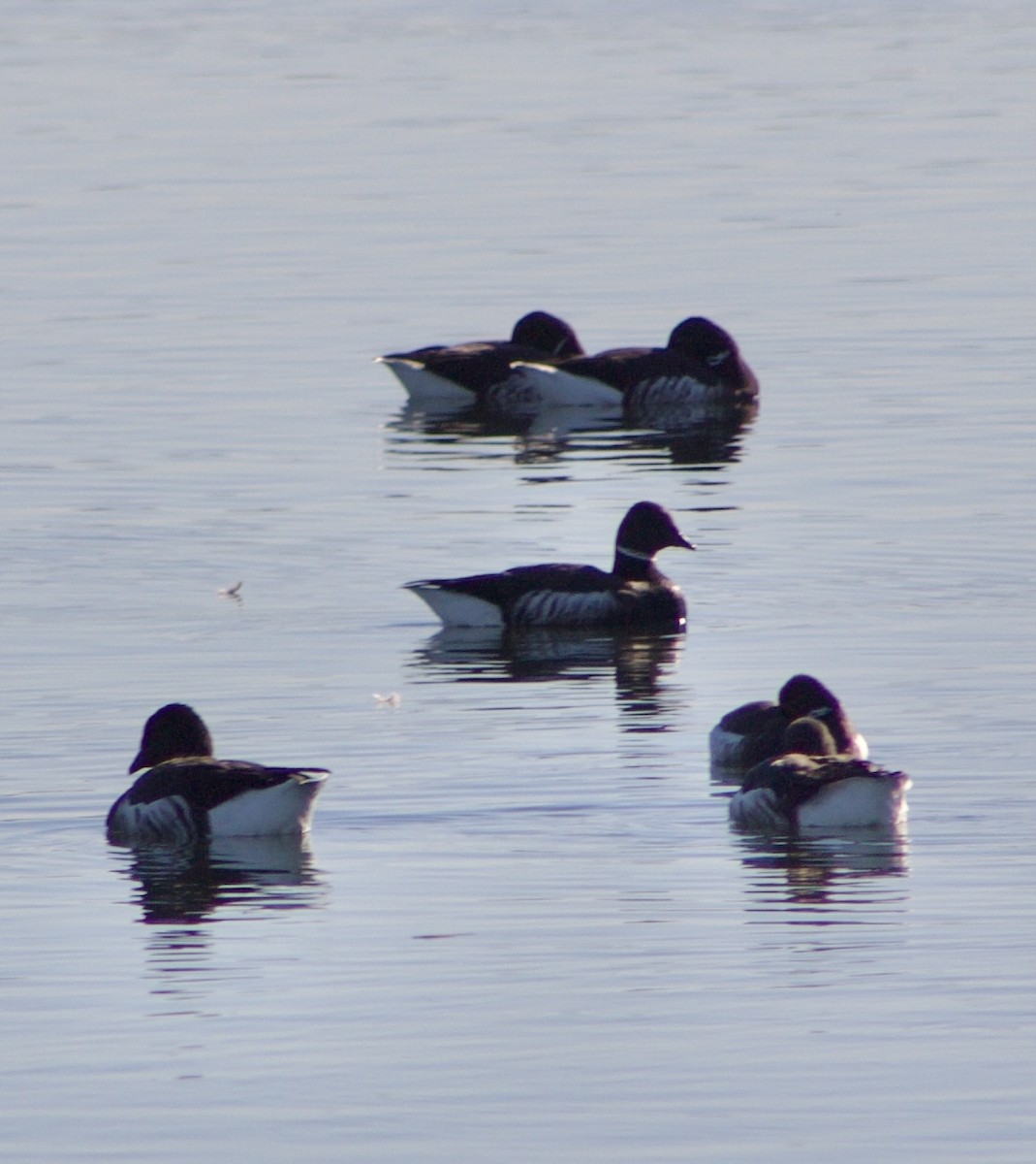 コクガン - ML646431138