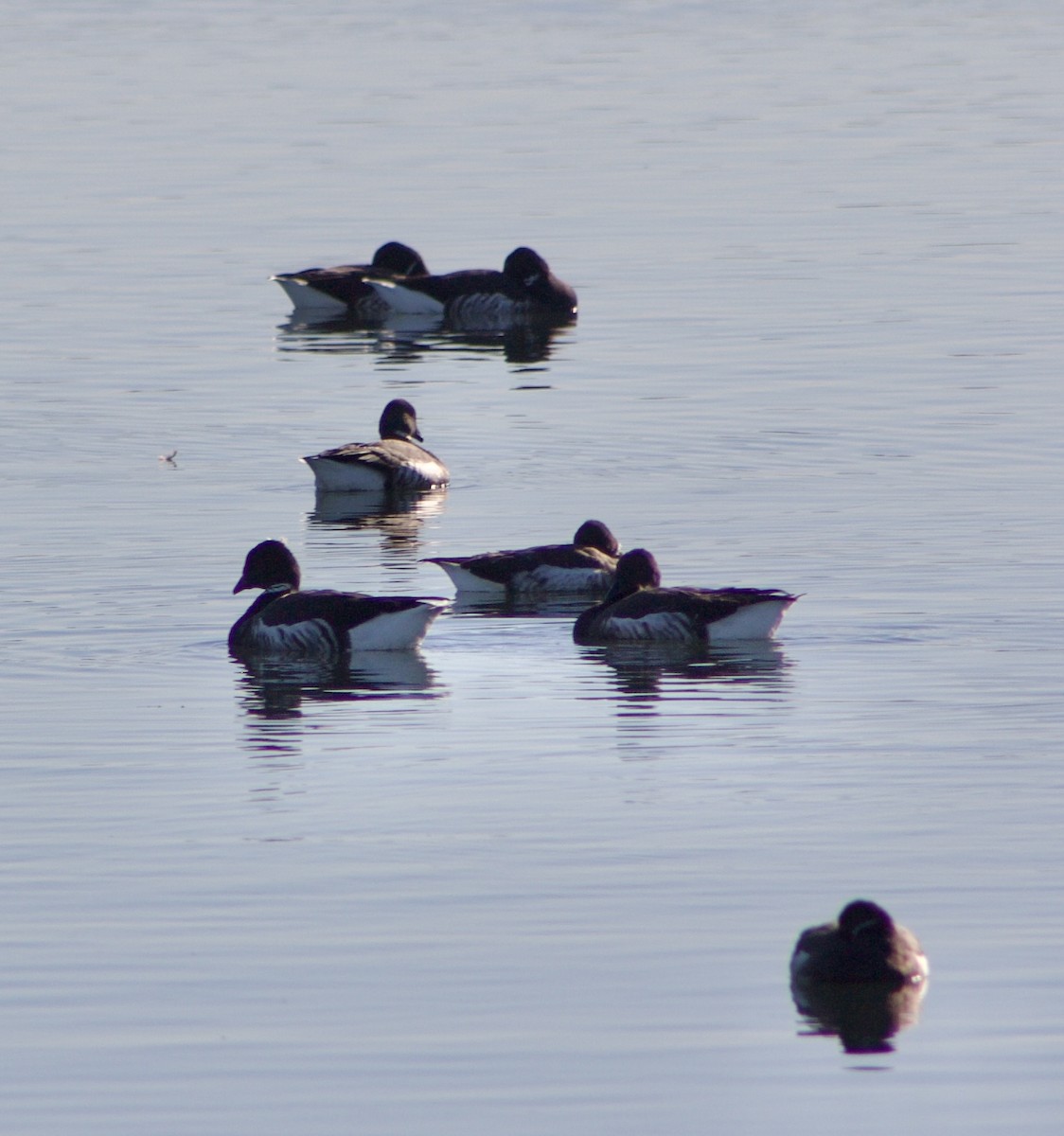 コクガン - ML646431139