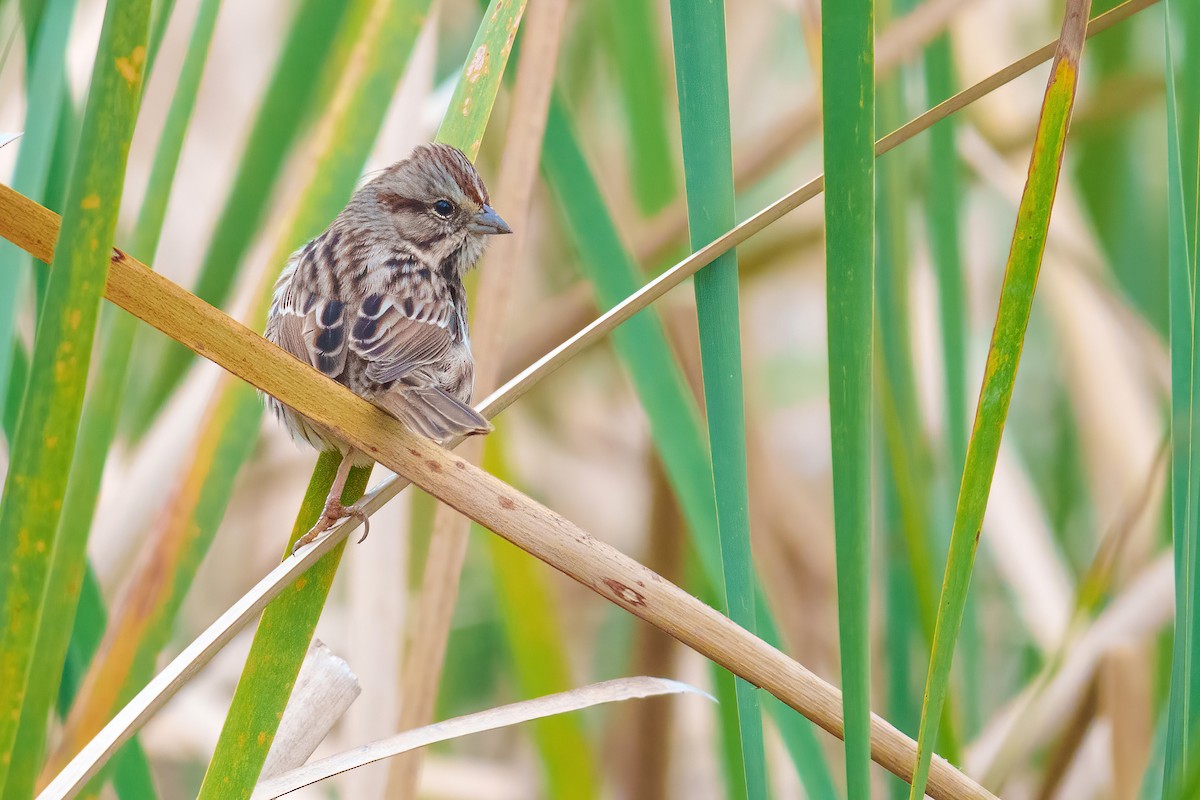 Singammer - ML646431140