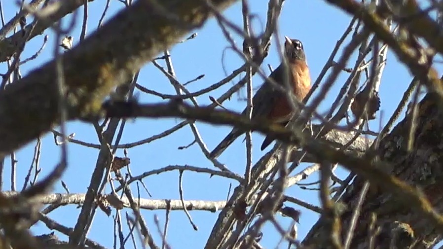 American Robin - ML646431141