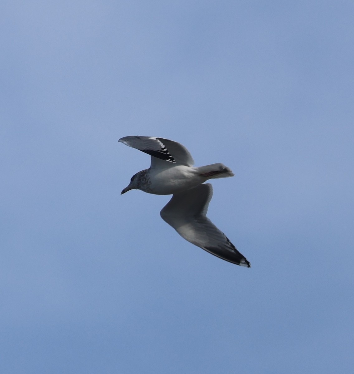American Herring Gull - ML646431143