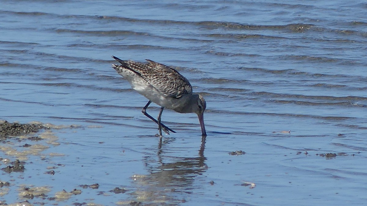 Bar-tailed Godwit - ML646431147