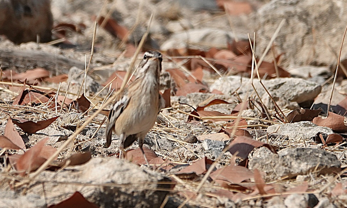 White-browed Scrub-Robin - ML646431148