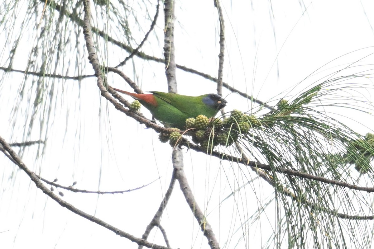 Blue-faced Parrotfinch - ML646431149