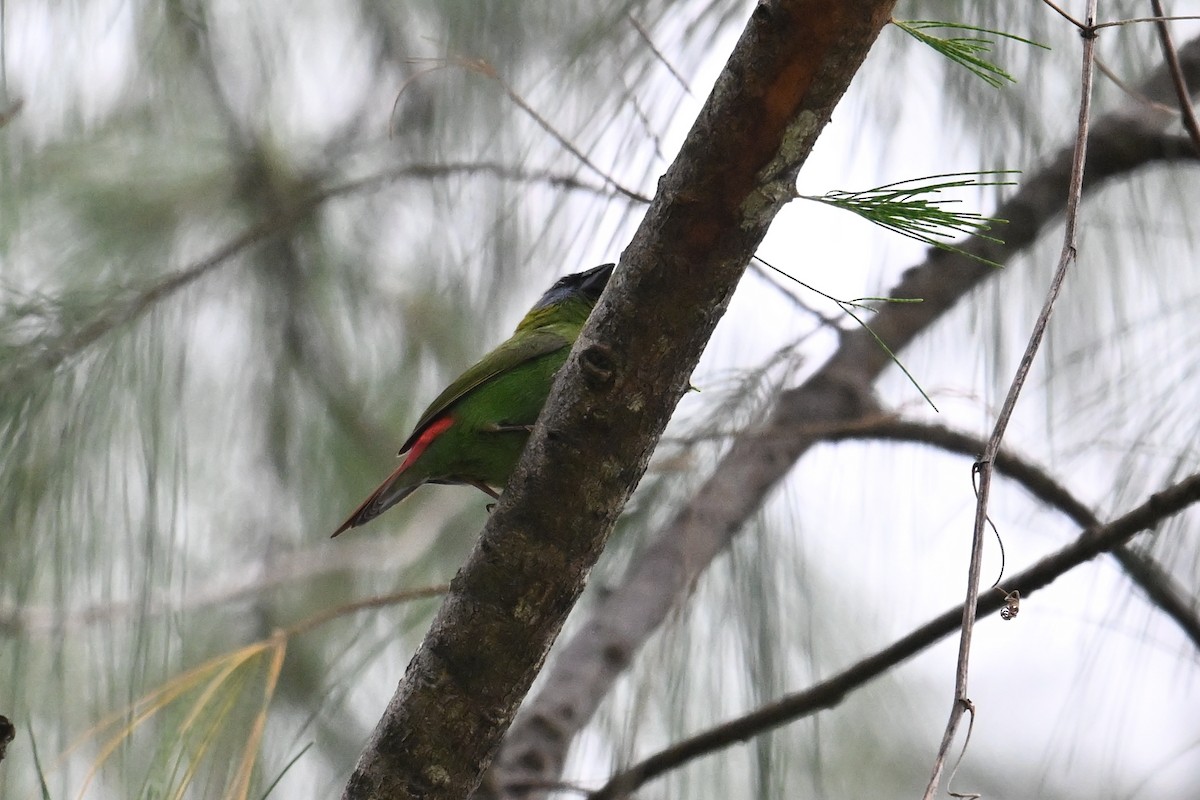 Blue-faced Parrotfinch - ML646431150