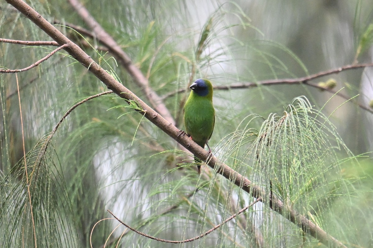 Blue-faced Parrotfinch - ML646431151