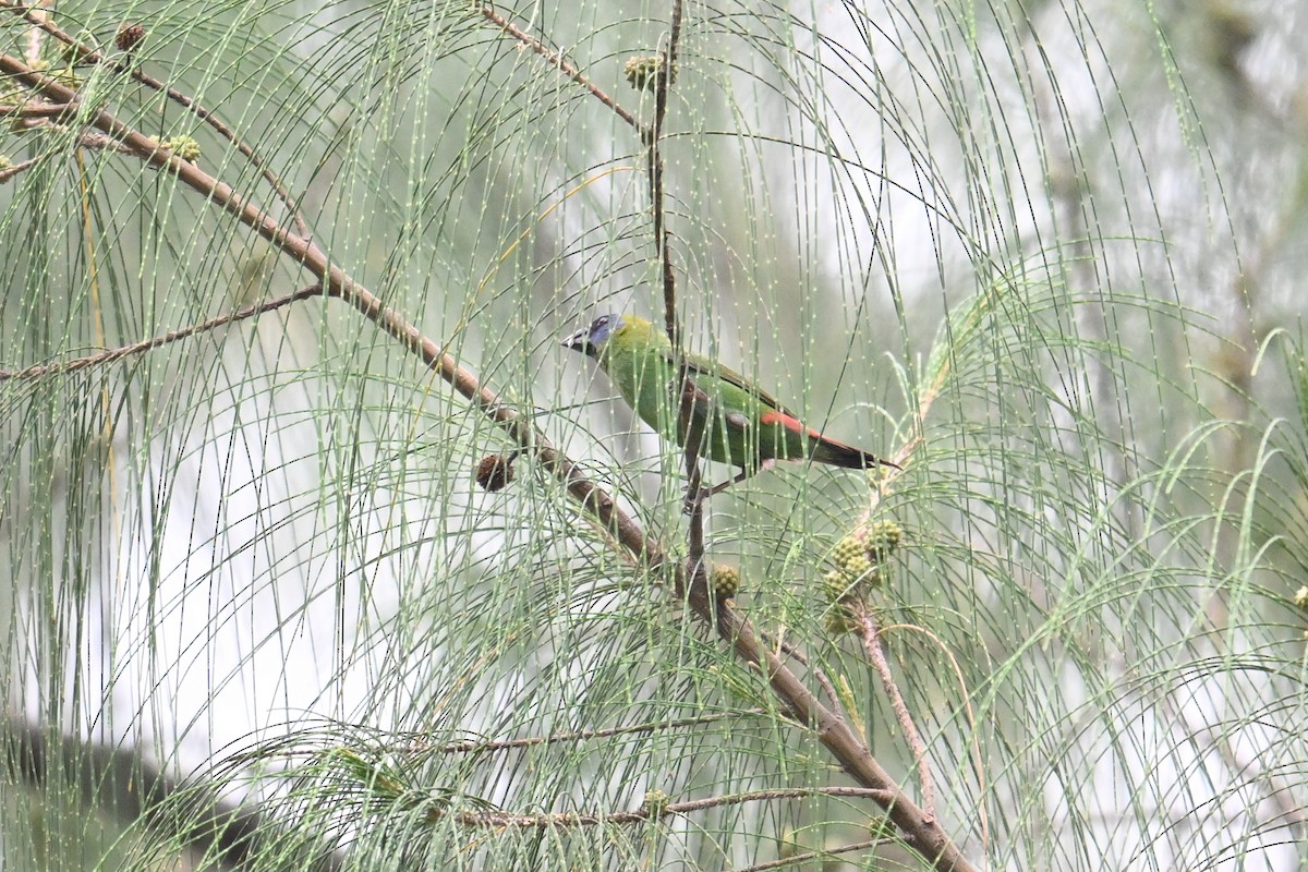 Blue-faced Parrotfinch - ML646431152