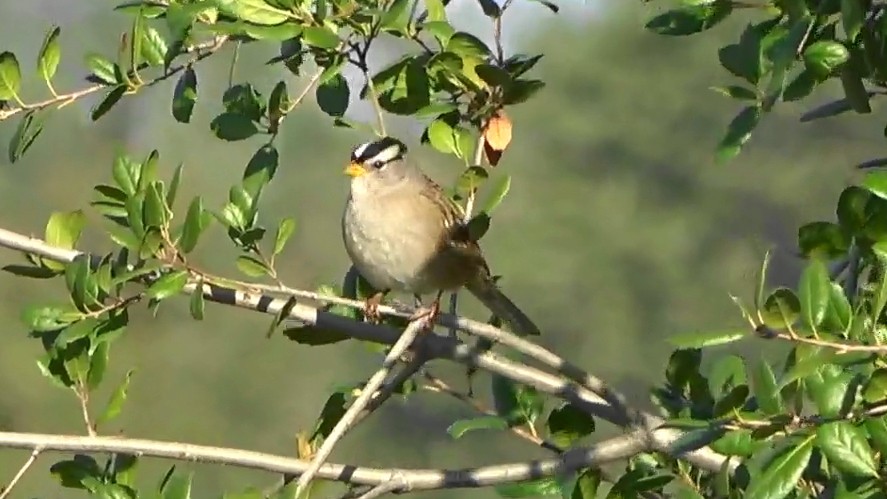 White-crowned Sparrow - ML646431153