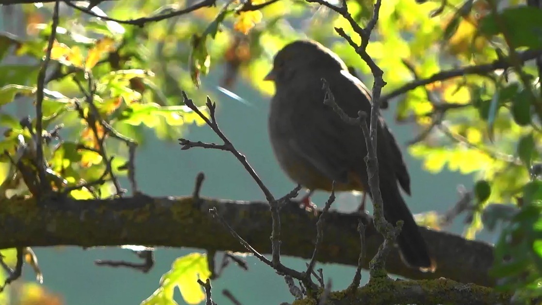 California Towhee - ML646431162