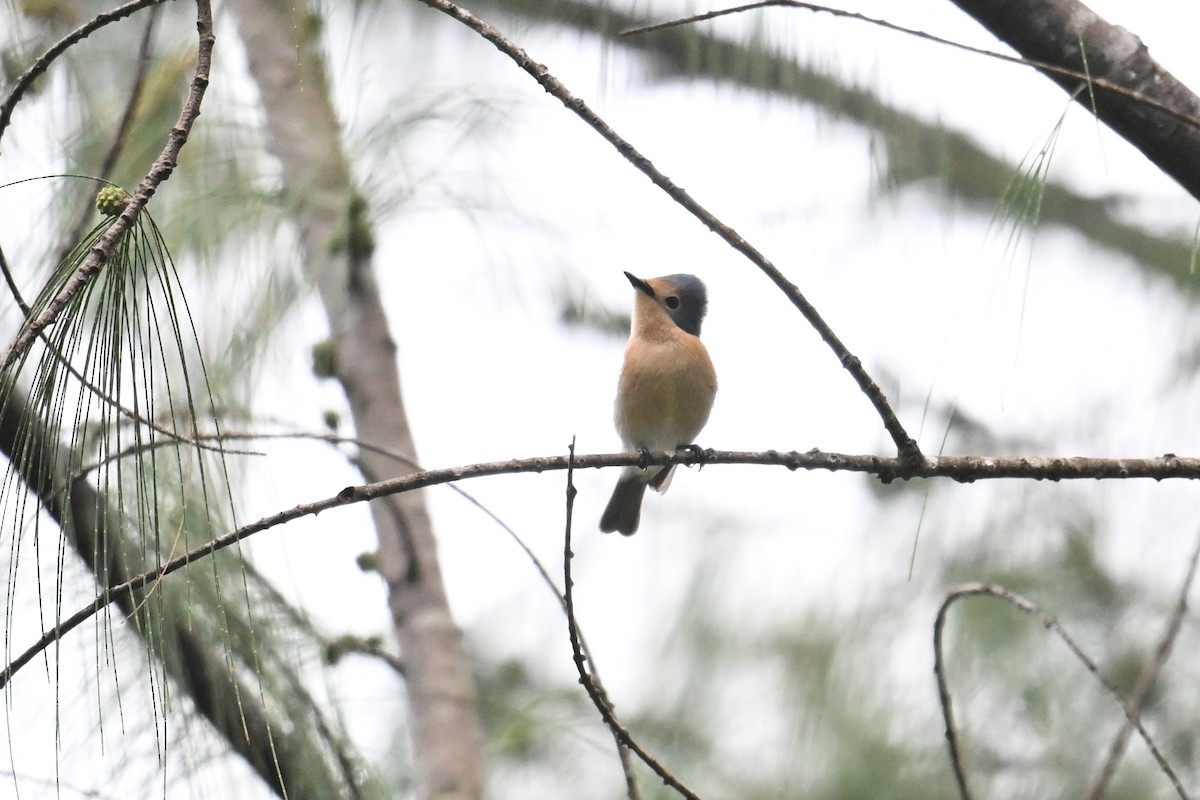 Palau Flycatcher - ML646431163