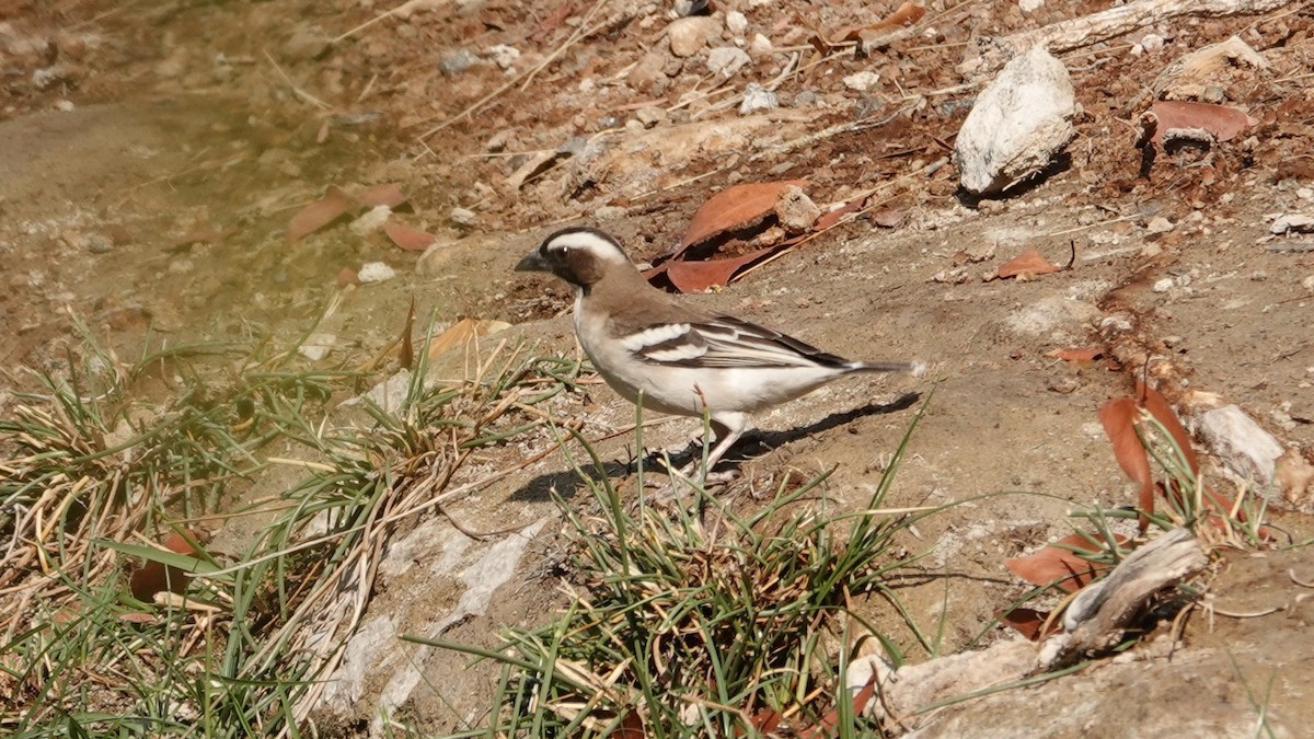 White-browed Sparrow-Weaver - ML646431165