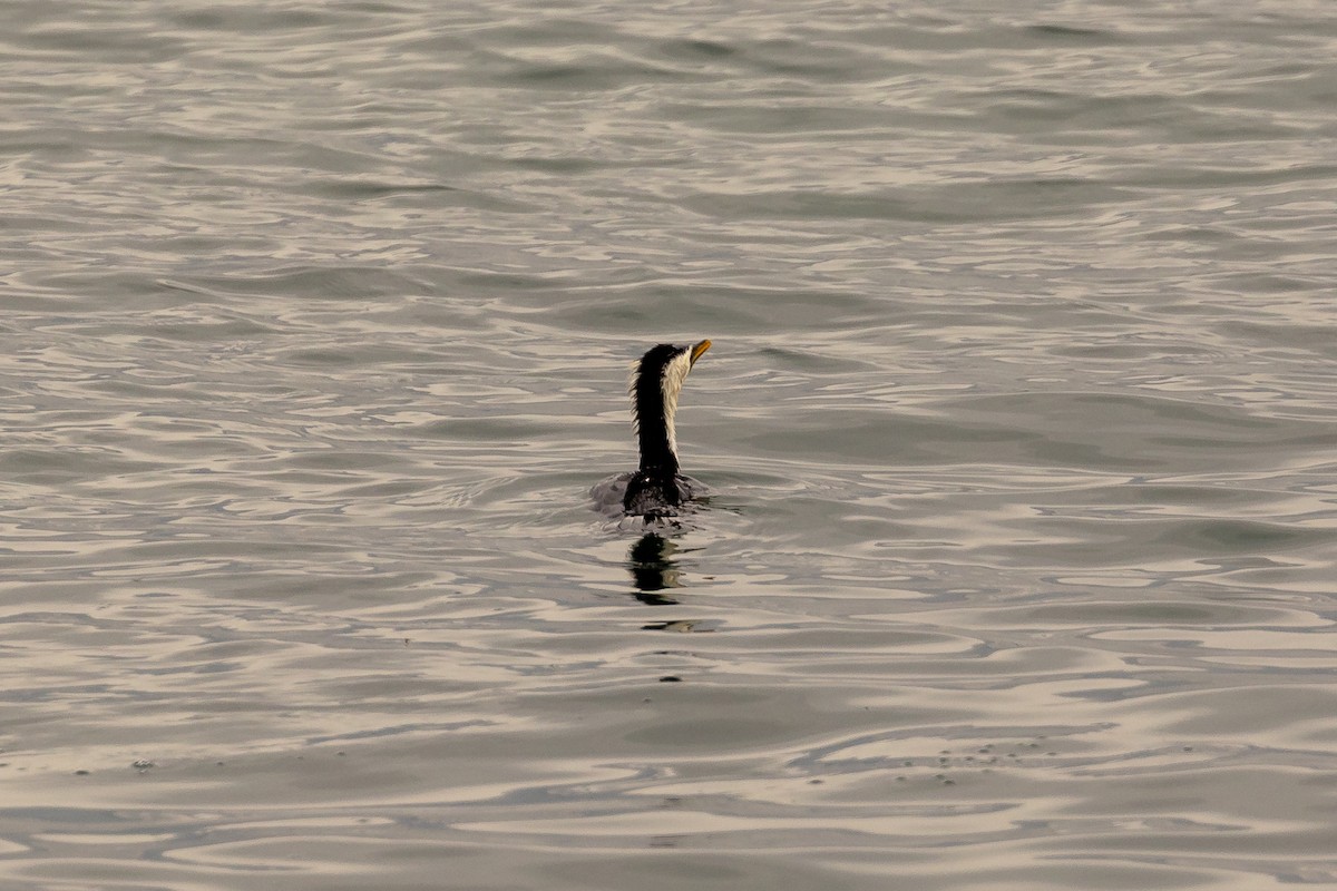Little Pied Cormorant - ML646431168