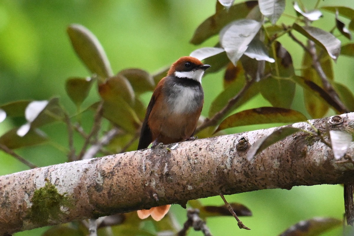 Palau Fantail - ML646431173