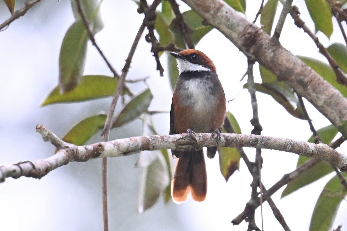 Palau Fantail - ML646431174