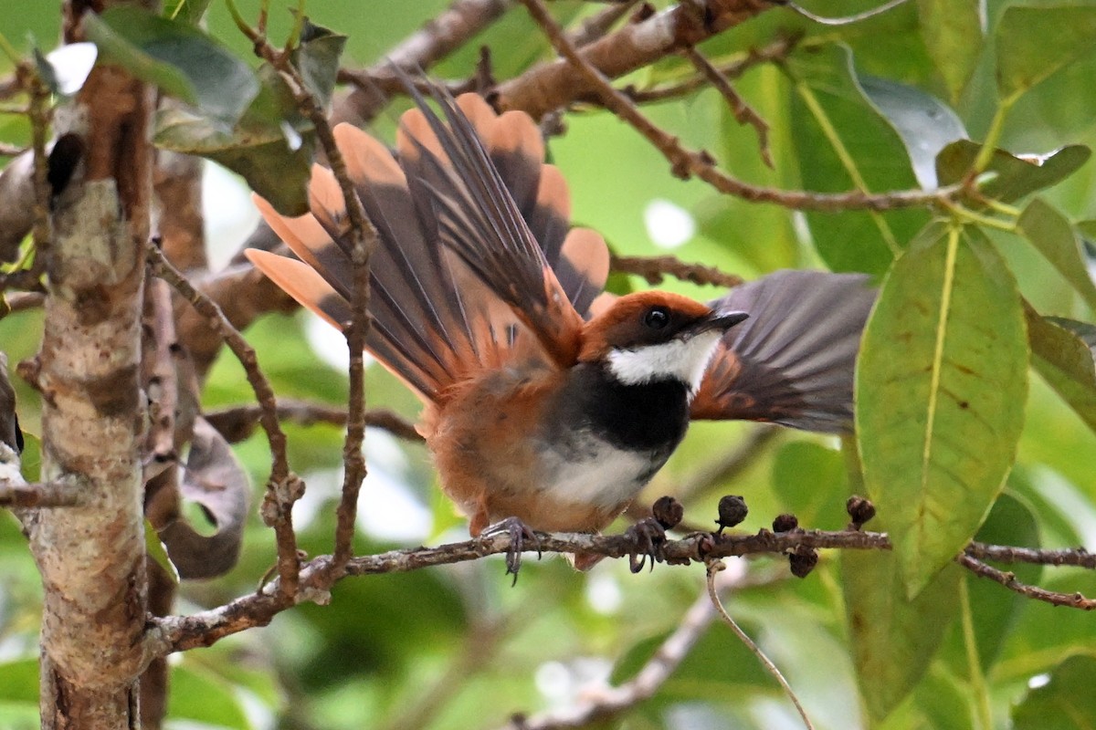 Palau Fantail - ML646431175