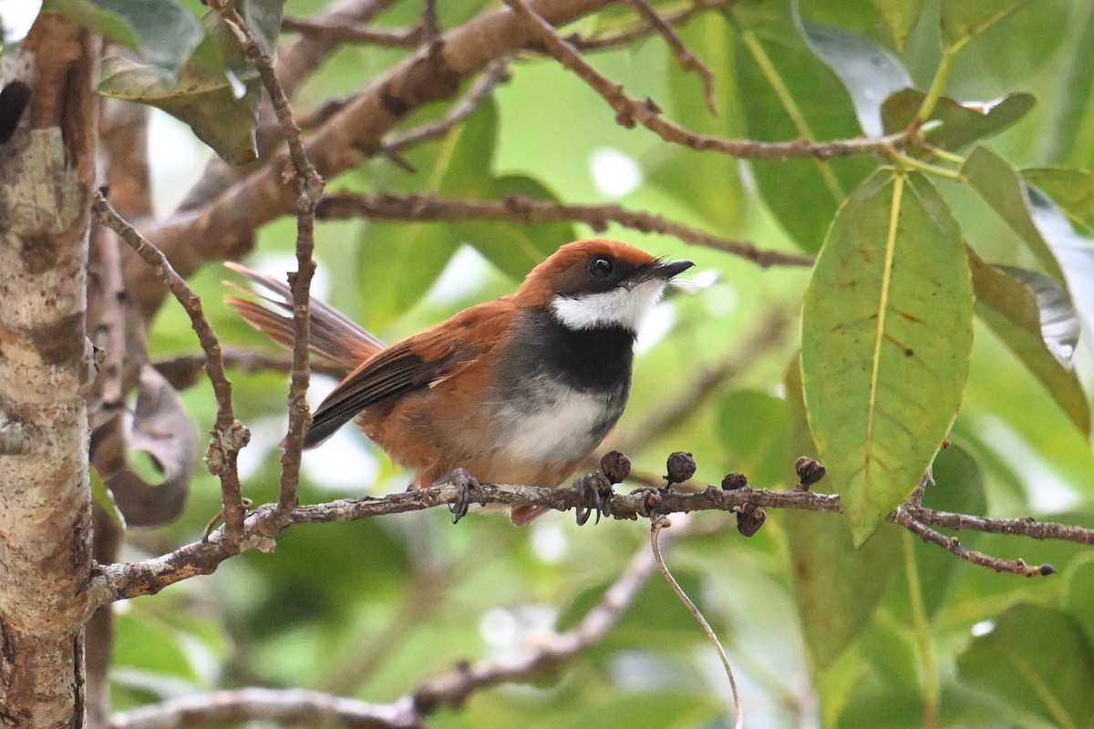 Palau Fantail - ML646431176