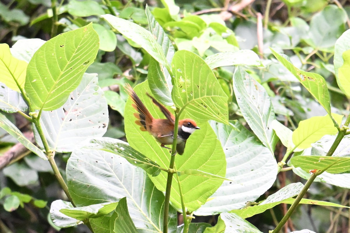 Palau Fantail - ML646431177