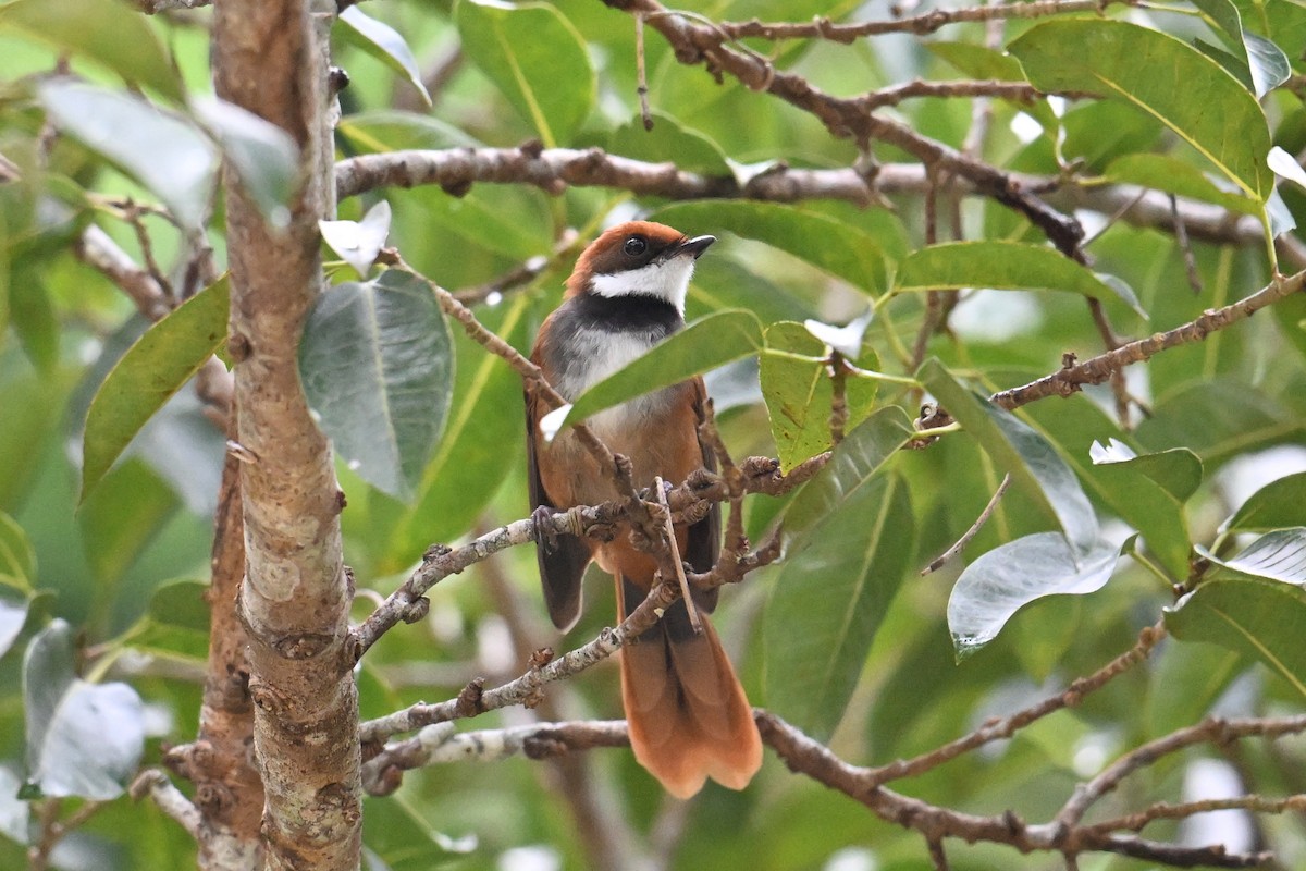 Palau Fantail - ML646431178