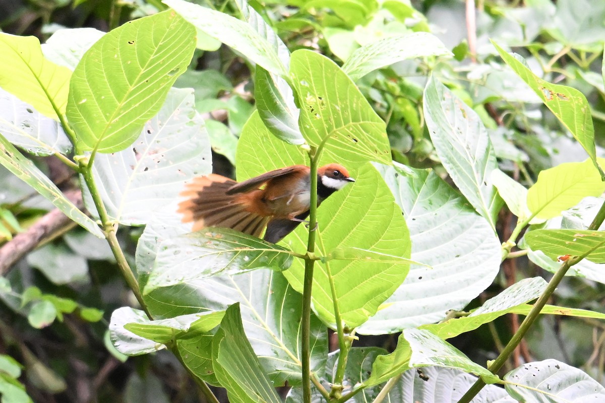 Palau Fantail - ML646431179