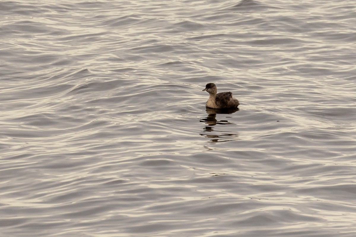 Hoary-headed Grebe - ML646431180