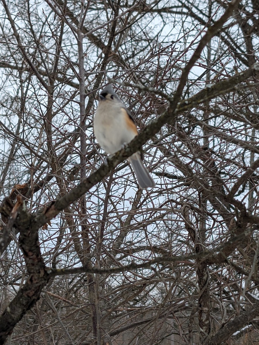 gråduskmeis - ML646431181