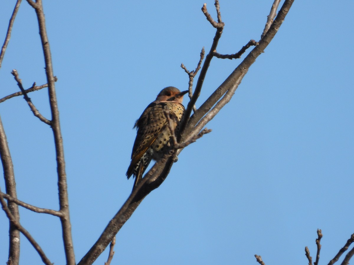 Northern Flicker - ML646431182