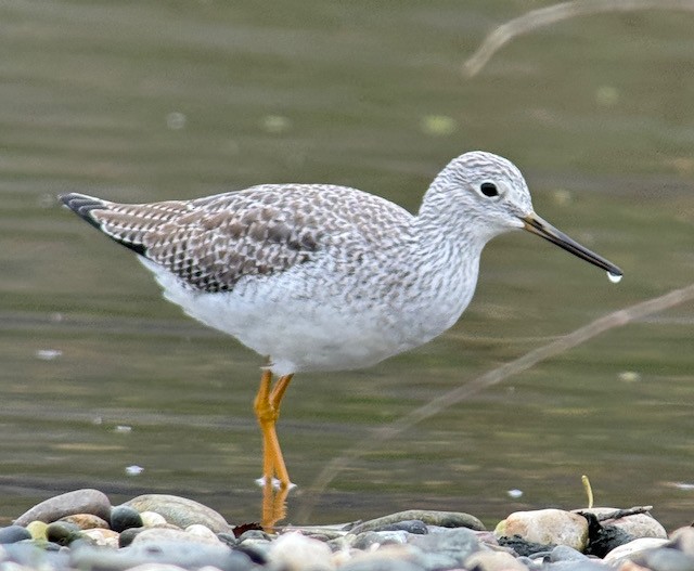 Greater Yellowlegs - ML646431184