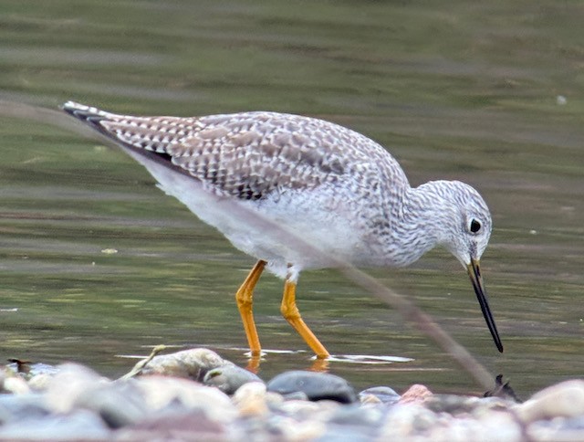 Greater Yellowlegs - ML646431185