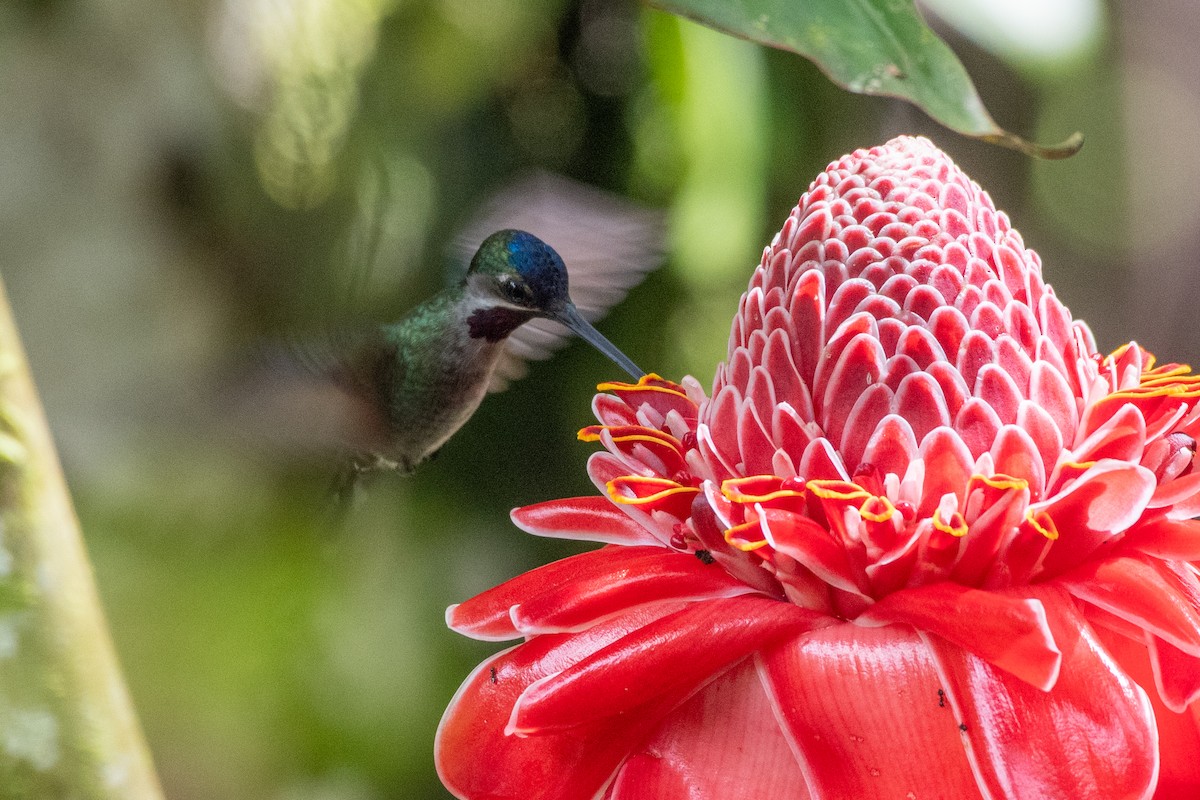 Long-billed Starthroat - ML646431192