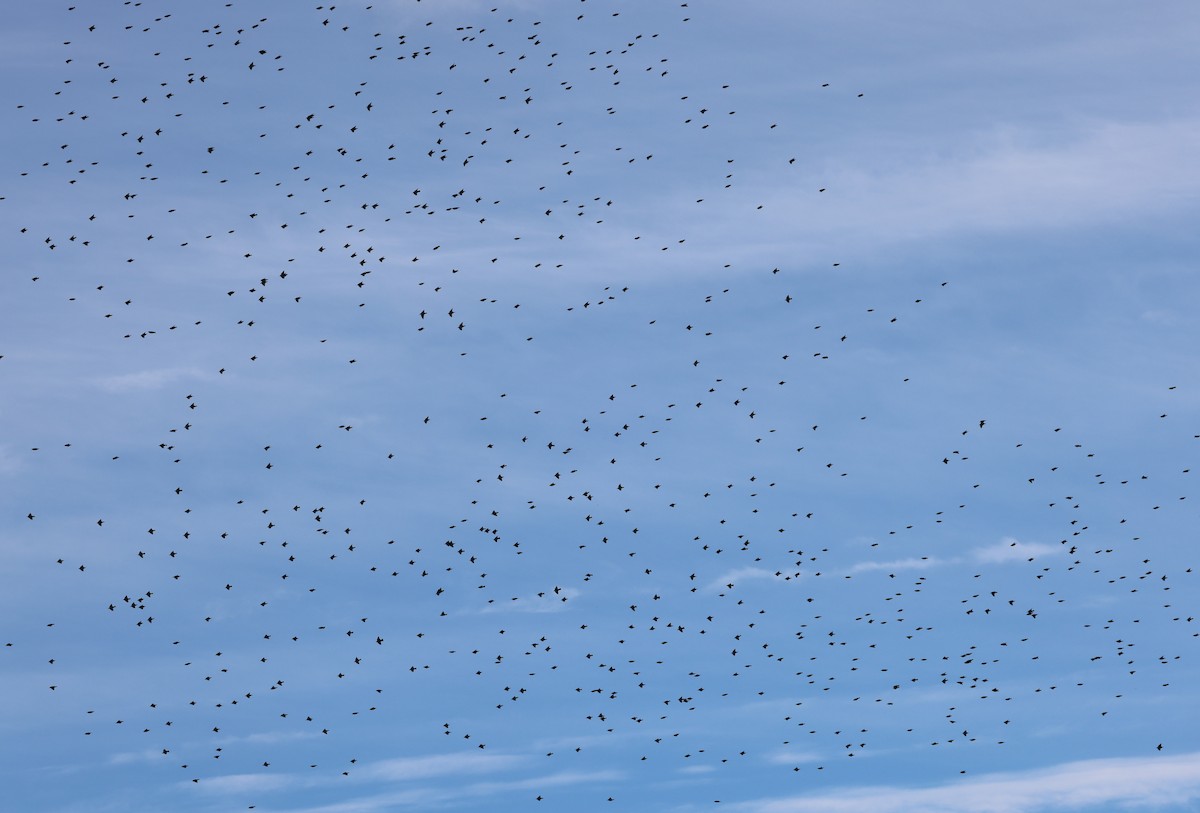 European Starling - ML646431193