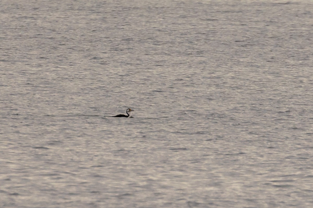 Pied Cormorant - ML646431194