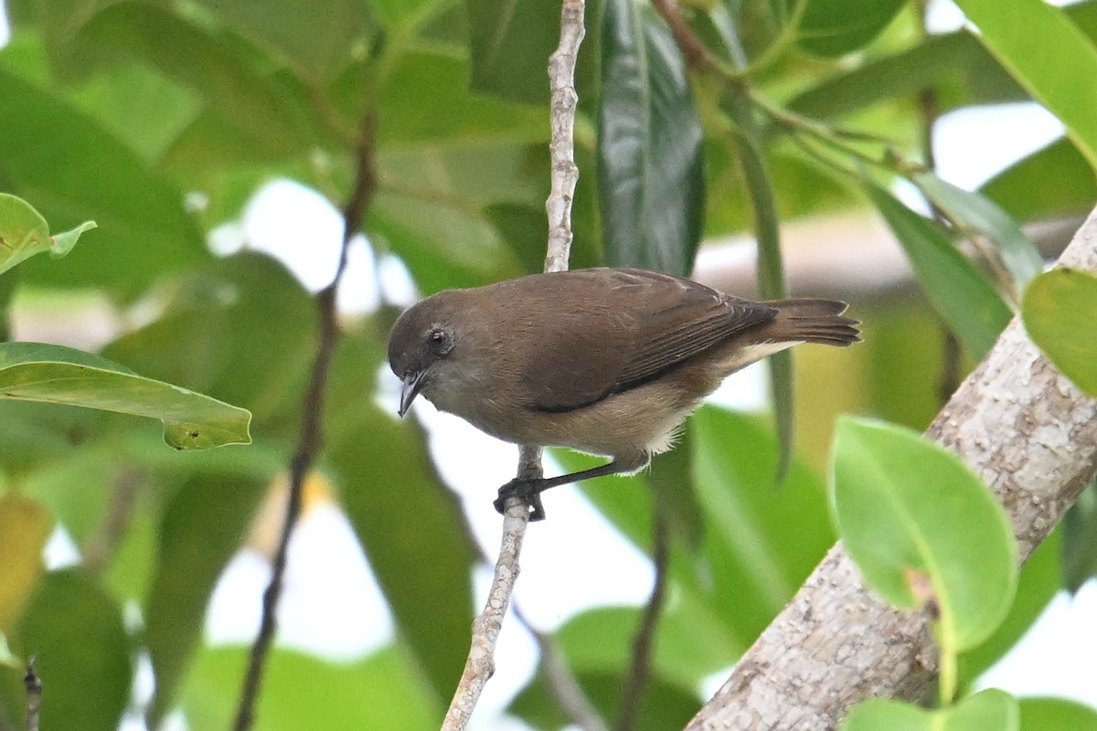 Dusky White-eye - ML646431198