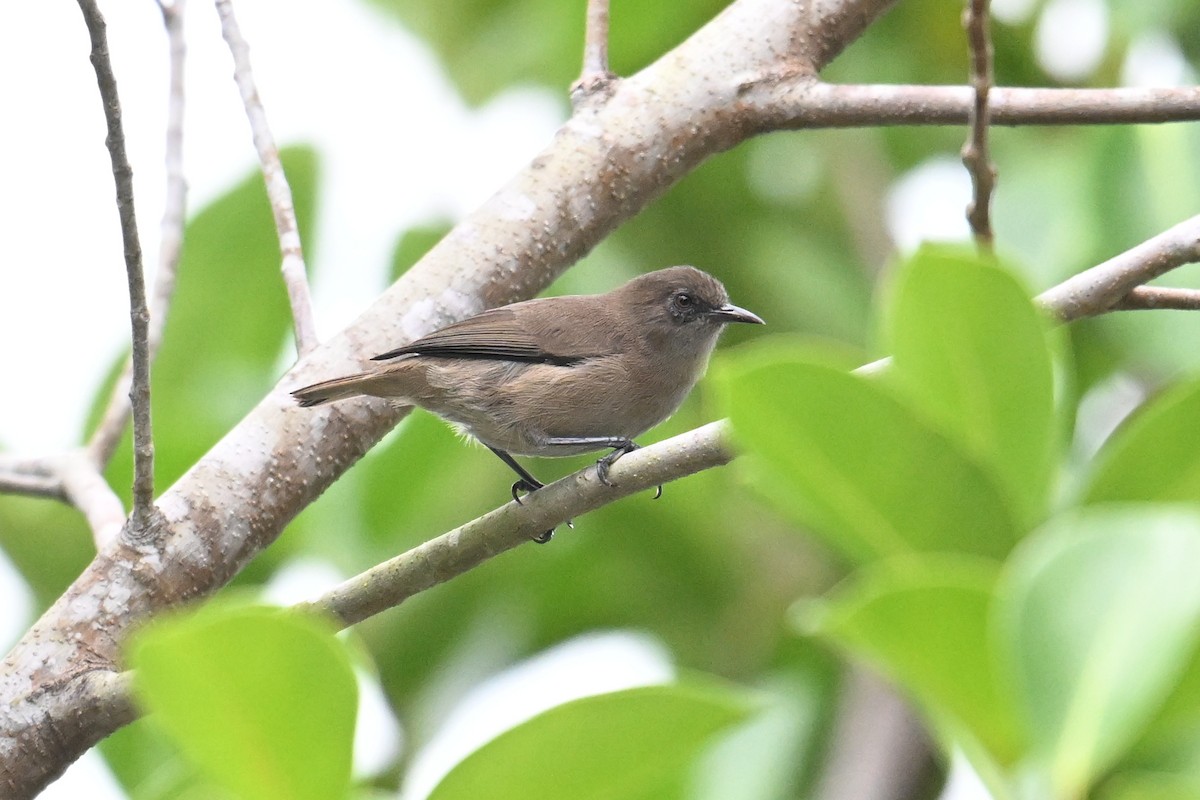 Dusky White-eye - ML646431199