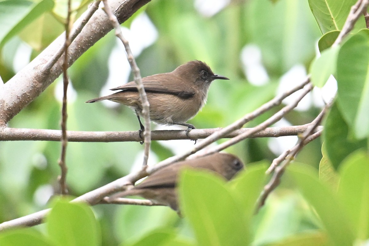 Dusky White-eye - ML646431200