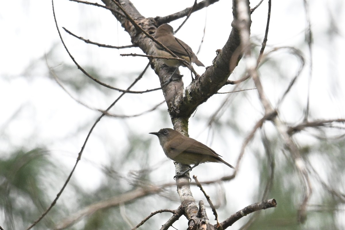 Dusky White-eye - ML646431201