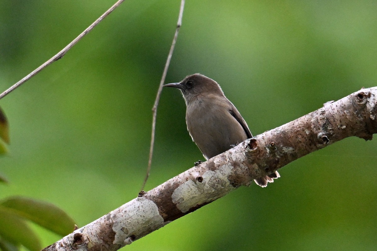 Dusky White-eye - ML646431202