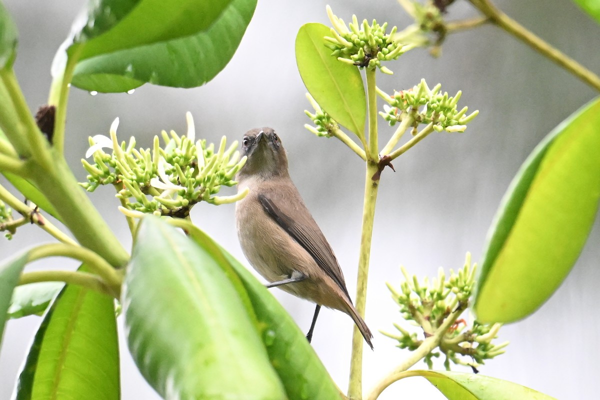 Dusky White-eye - ML646431203