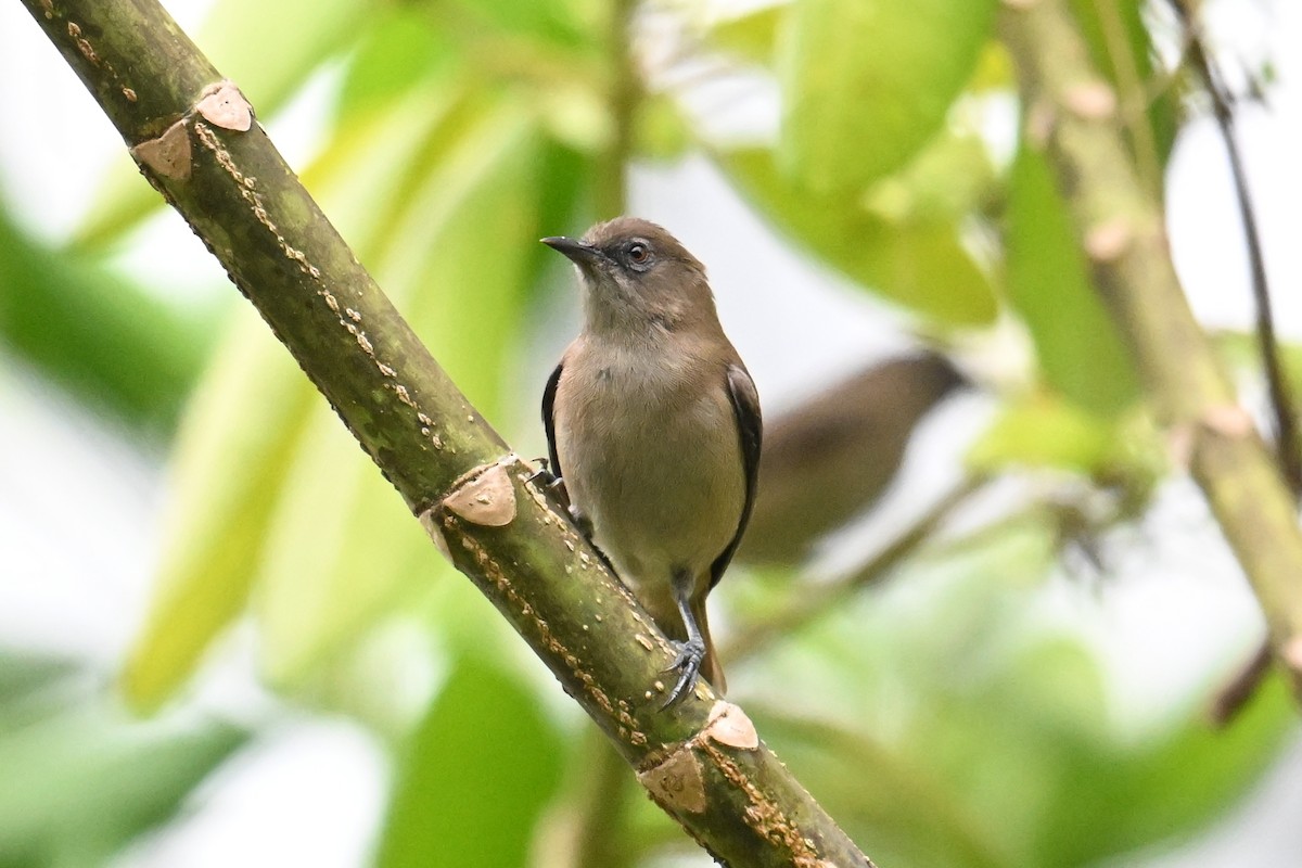 Dusky White-eye - ML646431204