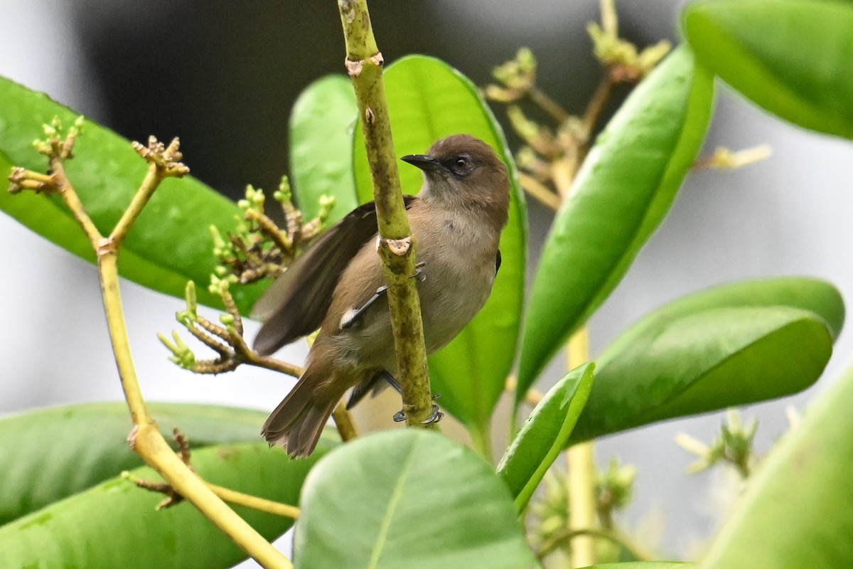 Dusky White-eye - ML646431205