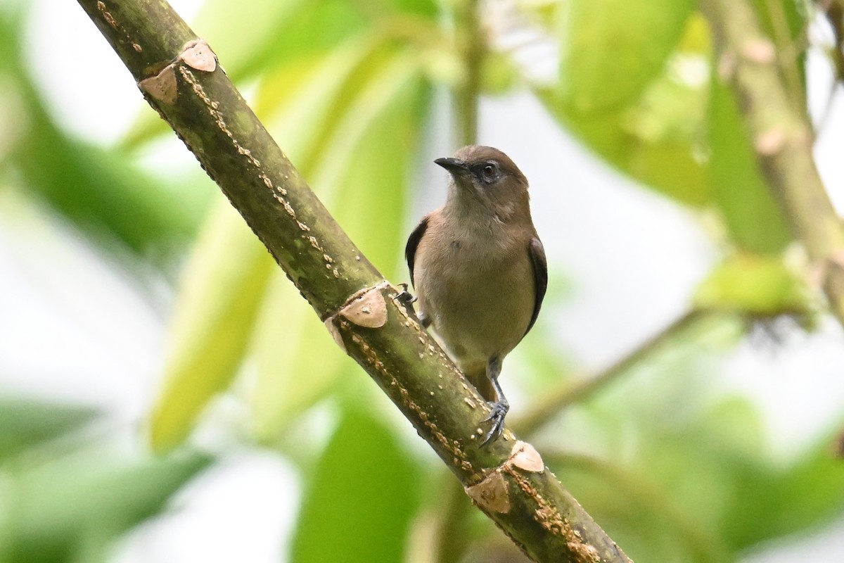 Dusky White-eye - ML646431206
