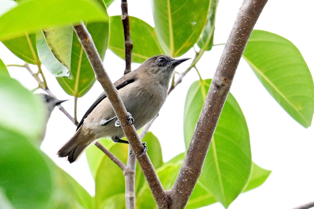 Dusky White-eye - ML646431207