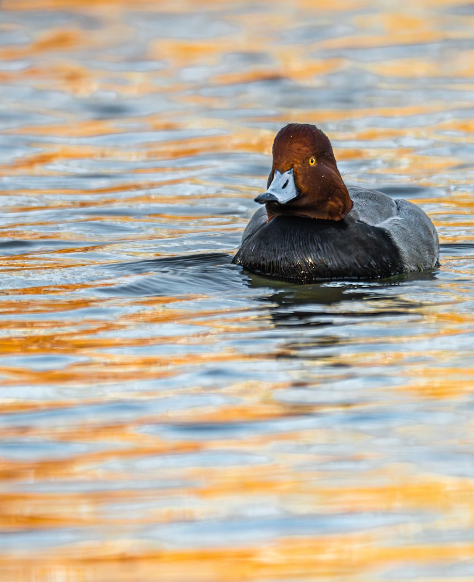 Redhead - ML646431208