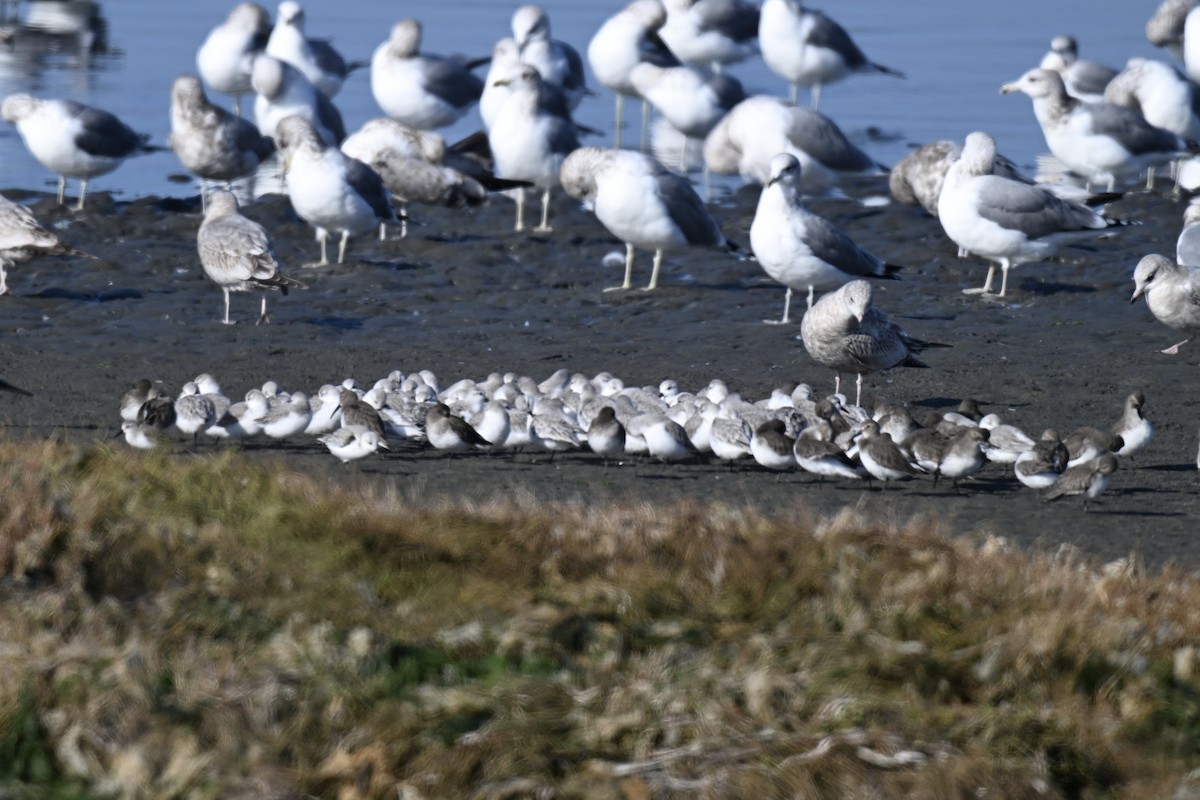 Песчанка - ML646431209