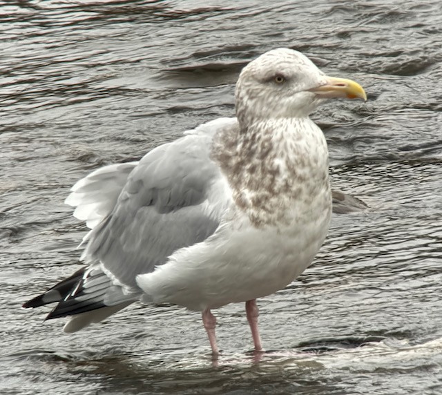 American Herring Gull - ML646431212