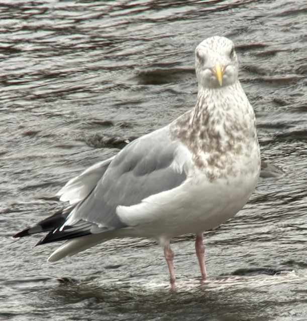 American Herring Gull - ML646431213